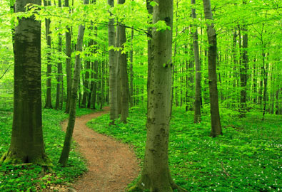 Instalacin de suelos de madera natural proveniente de bosques sostenibles